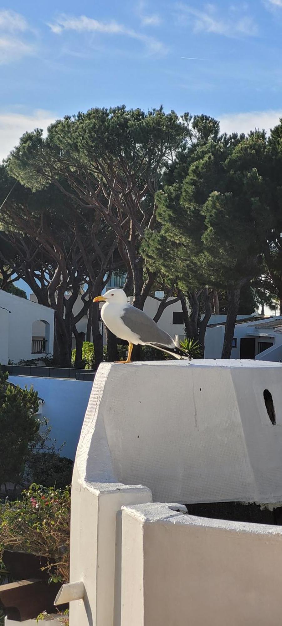 Apt P209 Situe Au Sein De Balaia Golf Village Αλμπουφέιρα Εξωτερικό φωτογραφία